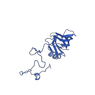 11000_6yxy_AV_v1-0
State B of the Trypanosoma brucei mitoribosomal large subunit assembly intermediate