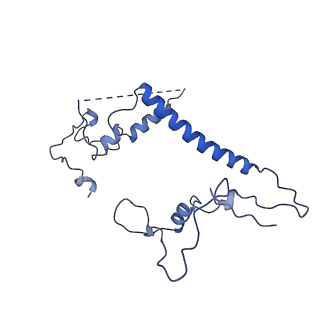 11000_6yxy_Ao_v1-0
State B of the Trypanosoma brucei mitoribosomal large subunit assembly intermediate