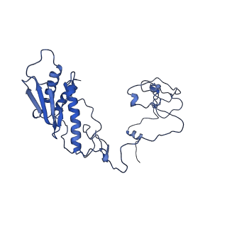 11000_6yxy_Ap_v1-0
State B of the Trypanosoma brucei mitoribosomal large subunit assembly intermediate