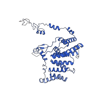11000_6yxy_BE_v1-0
State B of the Trypanosoma brucei mitoribosomal large subunit assembly intermediate