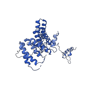 11000_6yxy_BF_v1-0
State B of the Trypanosoma brucei mitoribosomal large subunit assembly intermediate