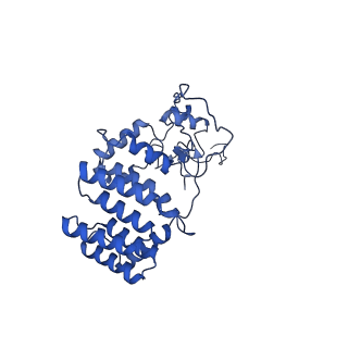 11000_6yxy_BI_v1-0
State B of the Trypanosoma brucei mitoribosomal large subunit assembly intermediate