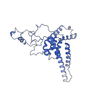 11000_6yxy_BL_v1-0
State B of the Trypanosoma brucei mitoribosomal large subunit assembly intermediate