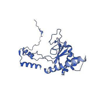 11000_6yxy_BO_v1-0
State B of the Trypanosoma brucei mitoribosomal large subunit assembly intermediate