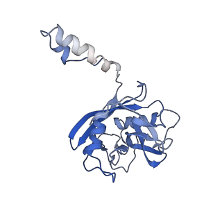 11000_6yxy_BQ_v1-0
State B of the Trypanosoma brucei mitoribosomal large subunit assembly intermediate