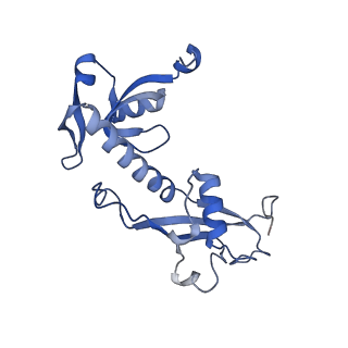 11000_6yxy_BR_v1-0
State B of the Trypanosoma brucei mitoribosomal large subunit assembly intermediate