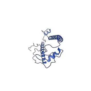 11000_6yxy_BT_v1-0
State B of the Trypanosoma brucei mitoribosomal large subunit assembly intermediate