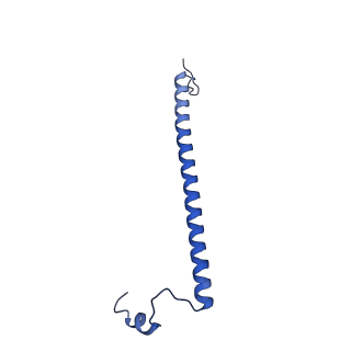 11000_6yxy_BU_v1-0
State B of the Trypanosoma brucei mitoribosomal large subunit assembly intermediate