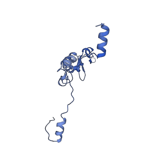 11000_6yxy_Ba_v1-0
State B of the Trypanosoma brucei mitoribosomal large subunit assembly intermediate