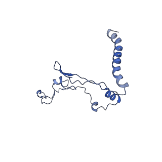 11000_6yxy_Bc_v1-0
State B of the Trypanosoma brucei mitoribosomal large subunit assembly intermediate