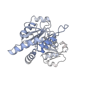 11000_6yxy_EF_v1-0
State B of the Trypanosoma brucei mitoribosomal large subunit assembly intermediate