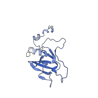 11000_6yxy_EG_v1-0
State B of the Trypanosoma brucei mitoribosomal large subunit assembly intermediate