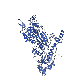 11000_6yxy_EL_v1-0
State B of the Trypanosoma brucei mitoribosomal large subunit assembly intermediate