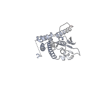 11000_6yxy_EP_v1-0
State B of the Trypanosoma brucei mitoribosomal large subunit assembly intermediate