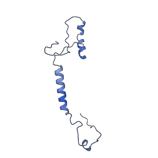 11000_6yxy_ET_v1-0
State B of the Trypanosoma brucei mitoribosomal large subunit assembly intermediate