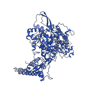 11007_6yyt_A_v1-2
Structure of replicating SARS-CoV-2 polymerase