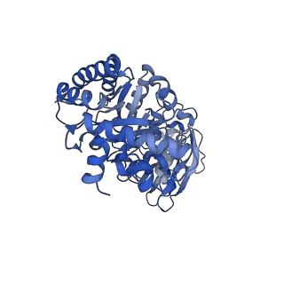 14385_7yyo_O_v1-2
Cryo-EM structure of an a-carboxysome RuBisCO enzyme at 2.9 A resolution