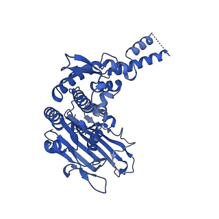 14391_7yzo_C_v1-3
Endonuclease state of the E. coli Mre11-Rad50 (SbcCD) head complex bound to ADP and dsDNA