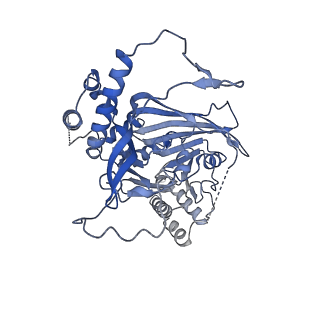 11023_6z0u_K_v1-3
CryoEM structure of the Chikungunya virus nsP1 complex