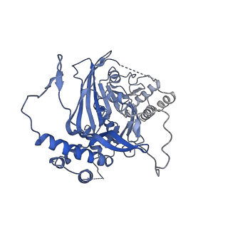11023_6z0u_Q_v1-3
CryoEM structure of the Chikungunya virus nsP1 complex