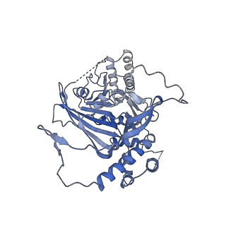 11023_6z0u_V_v1-3
CryoEM structure of the Chikungunya virus nsP1 complex