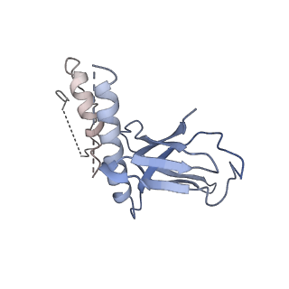 14421_7z0h_N_v1-0
Structure of yeast RNA Polymerase III-Ty1 integrase complex at 2.6 A (focus subunit AC40).
