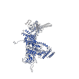 11026_6z11_D_v1-0
Structure of Mycobacterium smegmatis HelD protein in complex with RNA polymerase core - State III, primary channel dis-engaged and active site interfering
