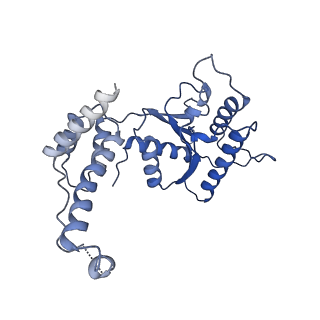 11028_6z1f_6_v1-1
CryoEM structure of Rubisco Activase with its substrate Rubisco from Nostoc sp. (strain PCC7120)