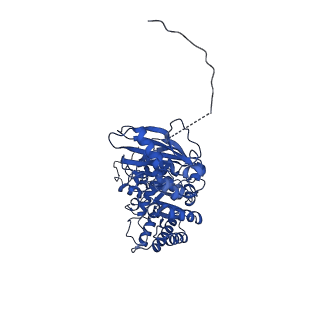 11028_6z1f_A_v1-1
CryoEM structure of Rubisco Activase with its substrate Rubisco from Nostoc sp. (strain PCC7120)