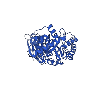 11028_6z1f_B_v1-1
CryoEM structure of Rubisco Activase with its substrate Rubisco from Nostoc sp. (strain PCC7120)