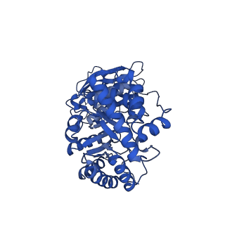 11028_6z1f_D_v1-1
CryoEM structure of Rubisco Activase with its substrate Rubisco from Nostoc sp. (strain PCC7120)