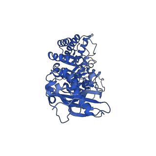 11028_6z1f_E_v1-1
CryoEM structure of Rubisco Activase with its substrate Rubisco from Nostoc sp. (strain PCC7120)