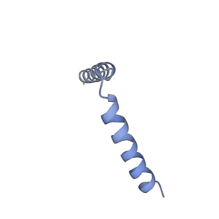 11040_6z1u_b_v1-2
bovine ATP synthase F1c8-peripheral stalk domain, state 3
