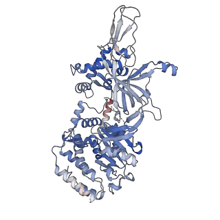 14439_7z13_2_v1-2
S. cerevisiae CMGE dimer nucleating origin DNA melting
