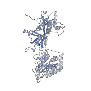 14439_7z13_7_v1-2
S. cerevisiae CMGE dimer nucleating origin DNA melting