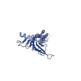 14440_7z14_A_v1-1
Cryo-EM structure of Torpedo nicotinic acetylcholine receptor in complex with a short-chain neurotoxin.