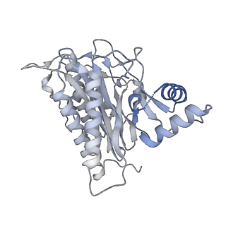 11100_6z6n_CA_v1-0
Cryo-EM structure of human EBP1-80S ribosomes (focus on EBP1)