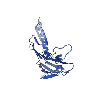 11100_6z6n_LH_v1-0
Cryo-EM structure of human EBP1-80S ribosomes (focus on EBP1)