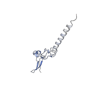 11100_6z6n_Lg_v1-0
Cryo-EM structure of human EBP1-80S ribosomes (focus on EBP1)