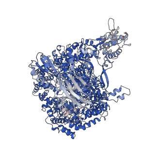 11118_6z8k_A_v1-0
La Crosse virus polymerase at elongation mimicking stage