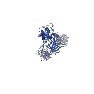 11119_6z97_B_v1-1
Structure of the prefusion SARS-CoV-2 spike glycoprotein