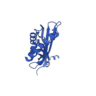 14579_7zag_A_v1-1
Cryo-EM structure of a Pyrococcus abyssi 30S bound to Met-initiator tRNA,mRNA, aIF1A and the C-terminal domain of aIF5B.