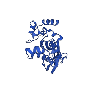 14579_7zag_F_v1-1
Cryo-EM structure of a Pyrococcus abyssi 30S bound to Met-initiator tRNA,mRNA, aIF1A and the C-terminal domain of aIF5B.