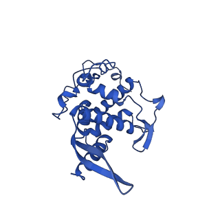 14579_7zag_H_v1-1
Cryo-EM structure of a Pyrococcus abyssi 30S bound to Met-initiator tRNA,mRNA, aIF1A and the C-terminal domain of aIF5B.