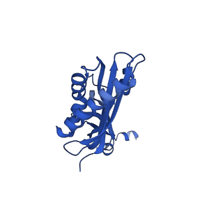 14580_7zah_A_v1-2
Cryo-EM structure of a Pyrococcus abyssi 30S bound to Met-initiator tRNA, mRNA, aIF1A and aIF5B