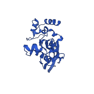 14580_7zah_F_v1-2
Cryo-EM structure of a Pyrococcus abyssi 30S bound to Met-initiator tRNA, mRNA, aIF1A and aIF5B