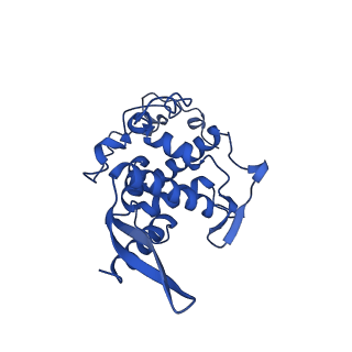14580_7zah_H_v1-2
Cryo-EM structure of a Pyrococcus abyssi 30S bound to Met-initiator tRNA, mRNA, aIF1A and aIF5B