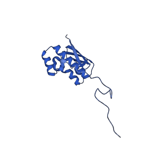 14580_7zah_K_v1-2
Cryo-EM structure of a Pyrococcus abyssi 30S bound to Met-initiator tRNA, mRNA, aIF1A and aIF5B