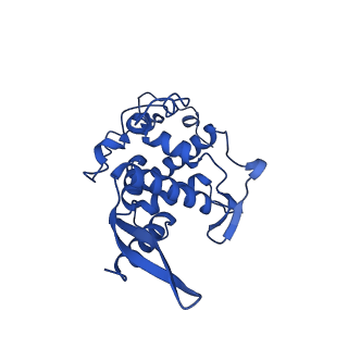 14581_7zai_H_v1-1
Cryo-EM structure of a Pyrococcus abyssi 30S bound to Met-initiator tRNA, mRNA and aIF1A.