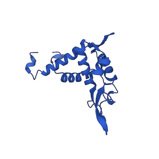 14581_7zai_U_v1-1
Cryo-EM structure of a Pyrococcus abyssi 30S bound to Met-initiator tRNA, mRNA and aIF1A.